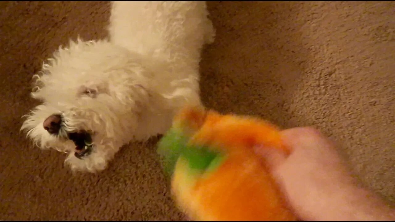 My Dog is Bipolar