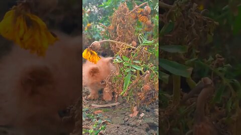 Cute Naughty Cat 😍😺 #cats#catsfunnyvideos#catshorts#catsoftiktok#tiktok#shorts#shortsfeed#cutecat