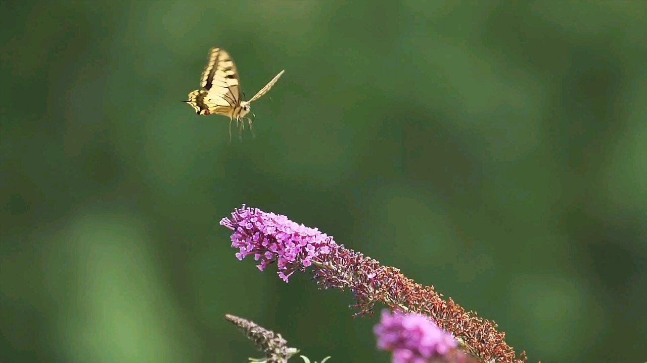 "Butterfly Bush 'Royal Red': Stunning Purple Blooms and Vibrant Butterfly Attraction"