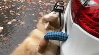 Dog is petted by Halloween prop