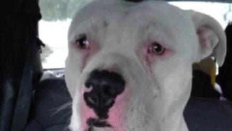 Indianapolis woman says her dog 'Gunner' was lost in possible case of 'dog fliipping'