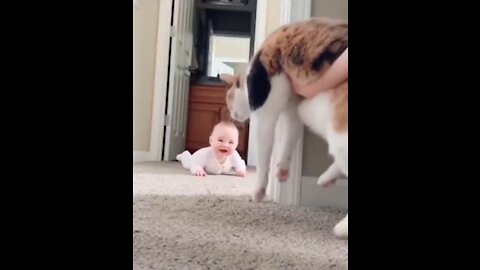 Baby Play hide and seek with a cat