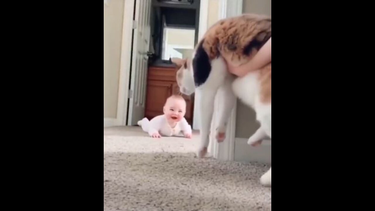 Baby Play hide and seek with a cat