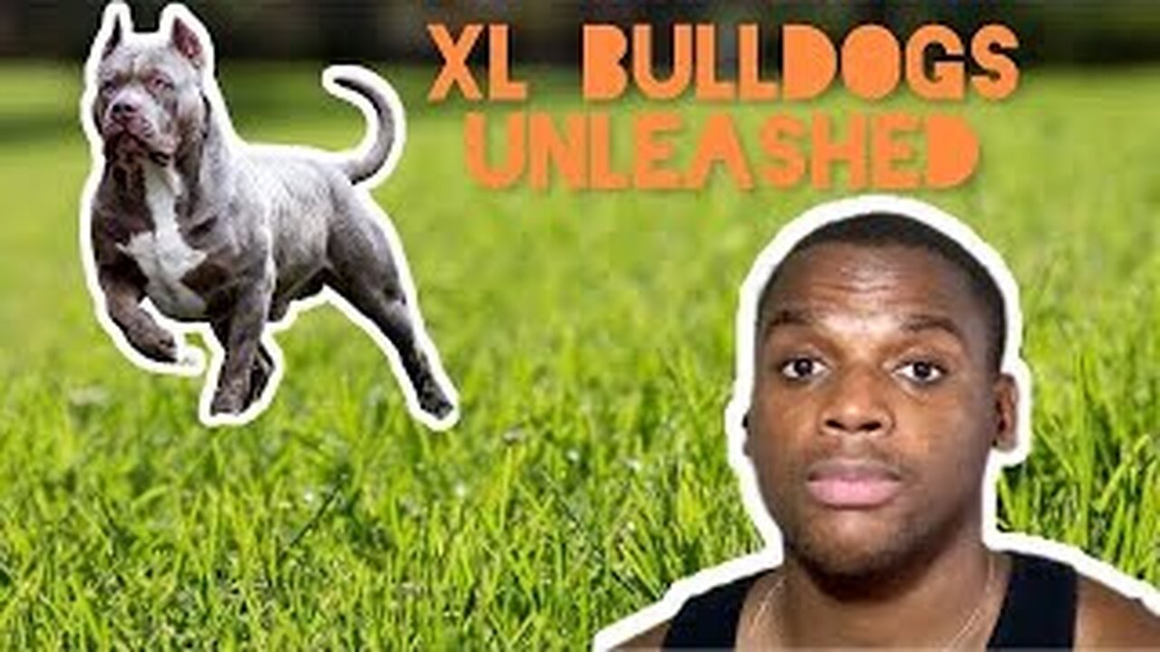 Rant Alert: My Unpopular Opinion on XL Bull Dogs!