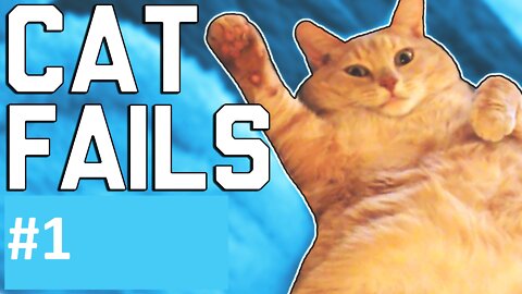 Best Cats Fail Videos 😂