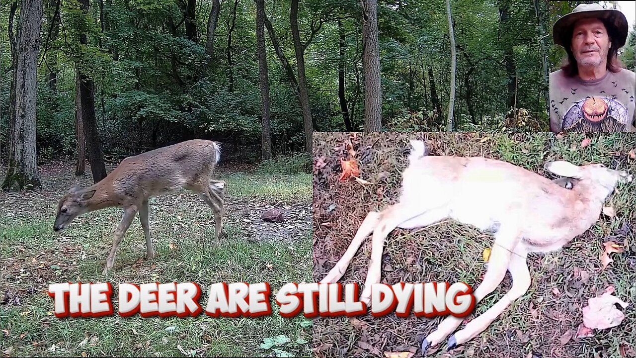 The Deer are still dying!