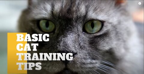 Cats 101 : Basic Cat Training Tips