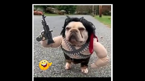 Don dog gun 🔫 # Animal funny videos. Viral animal