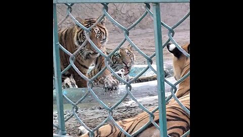 3 tigers in the cage at zoo playing together