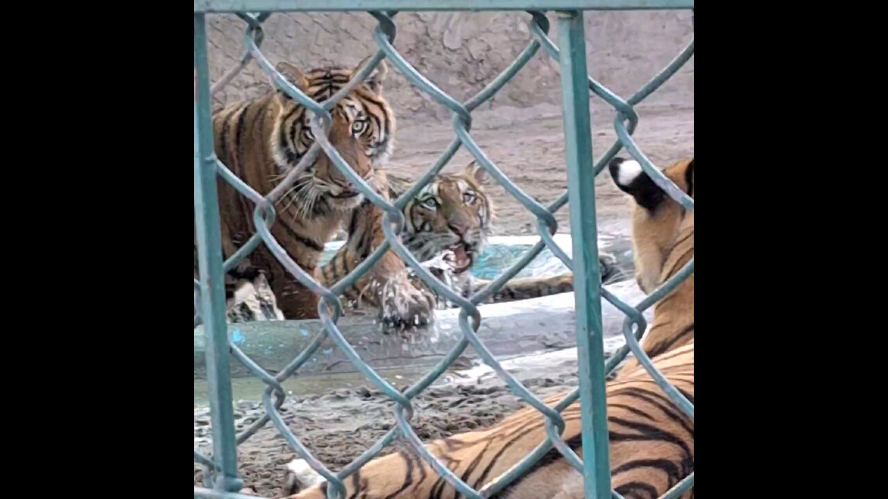 3 tigers in the cage at zoo playing together