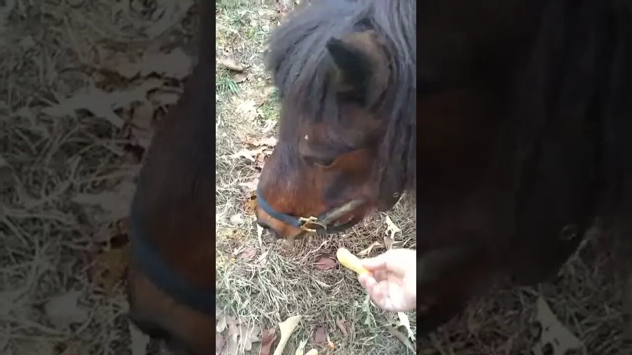 What a good boy Peanuckle is!