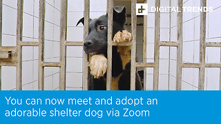 You can now meet and adopt an adorable shelter dog via Zoom