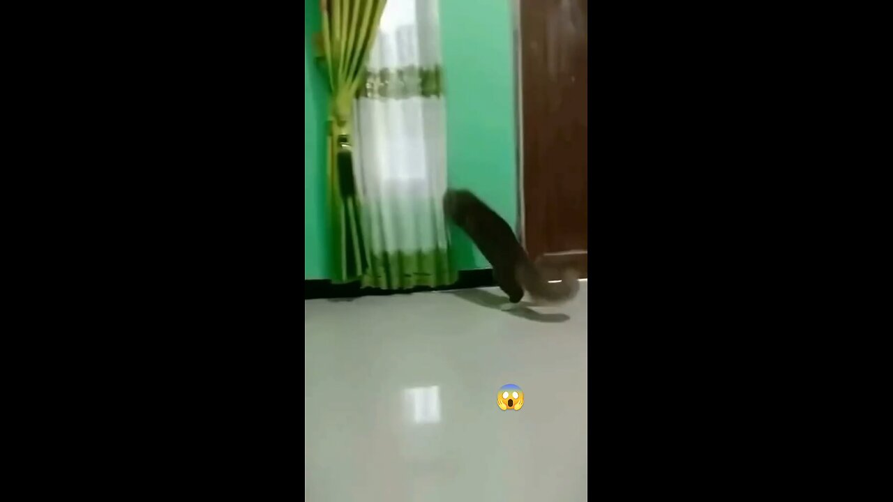 funny fight