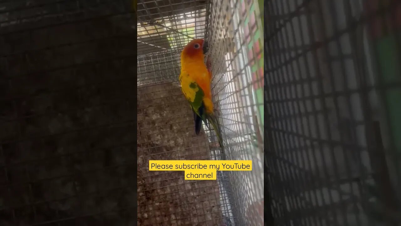 Adult Sun Conure l #shorts l #sunconure l @BikisAviary