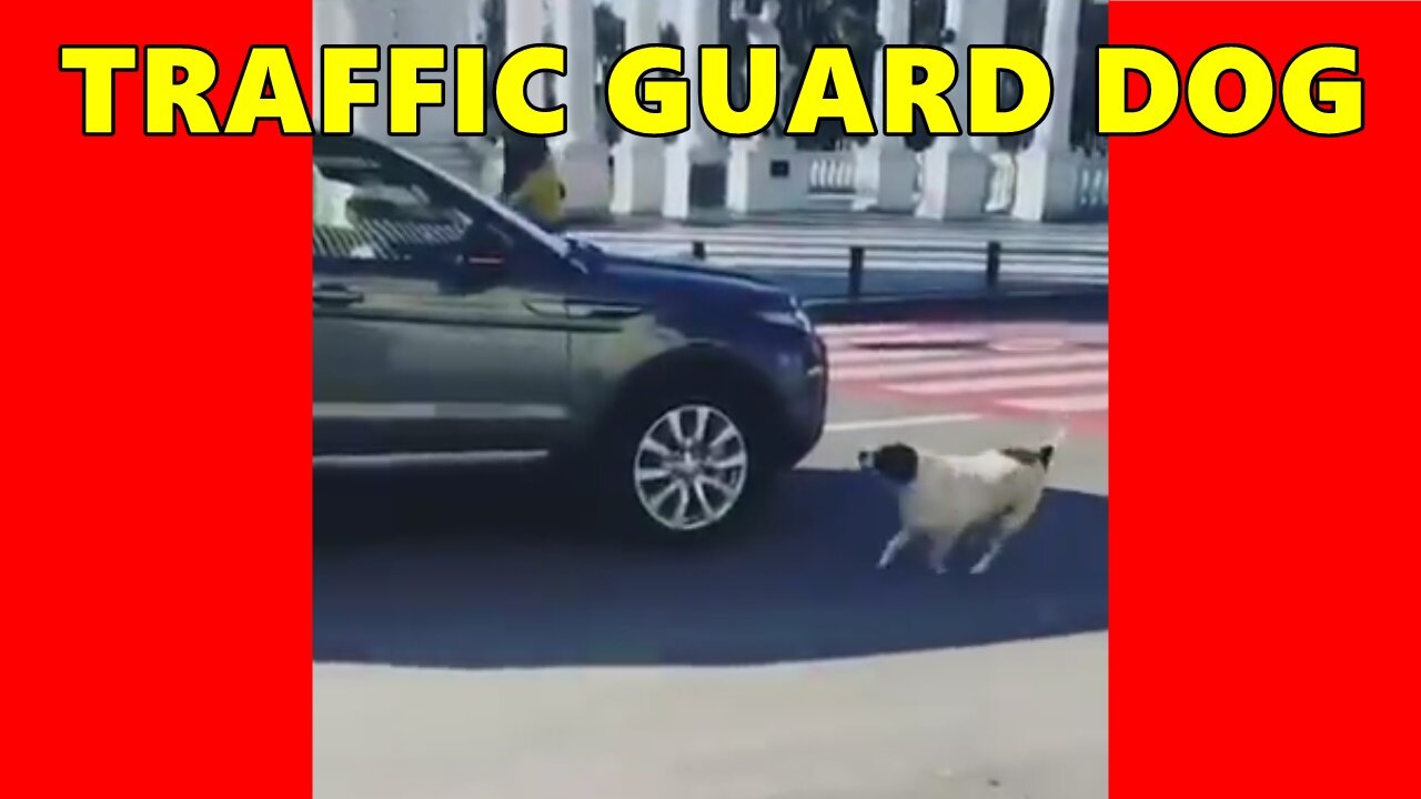 Puppy helping child to cross the street