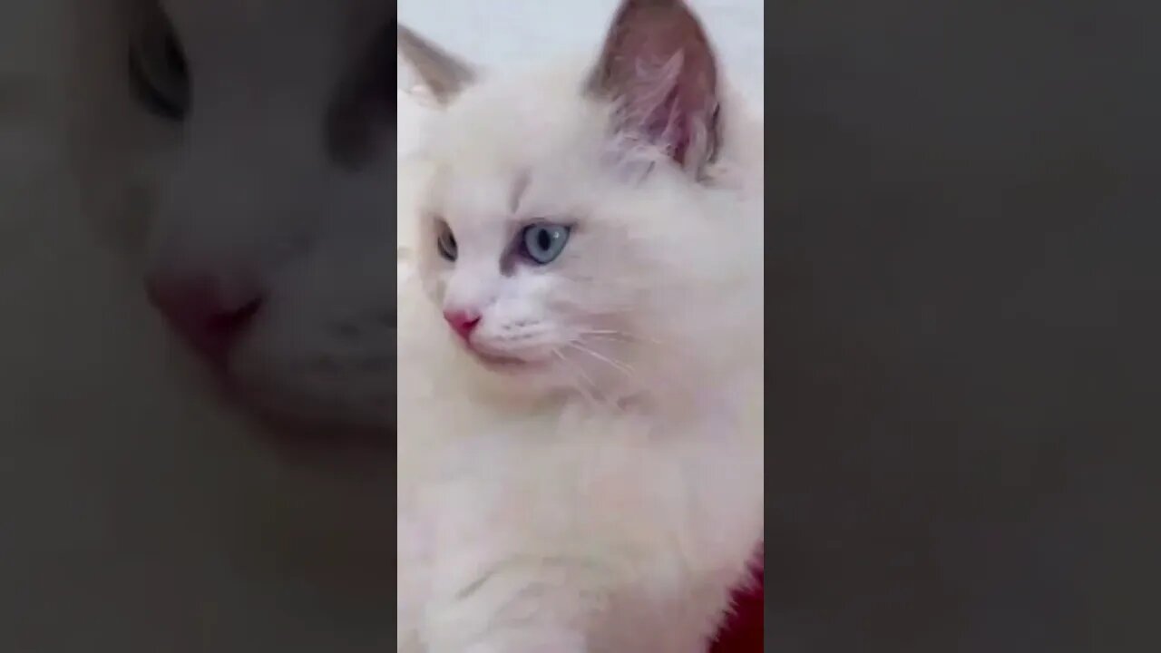 Funny Cute Cat Video - Funny Animal Videos 2022