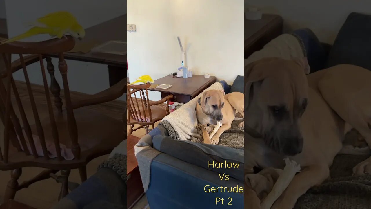 Harlow vs Gertrude pt 2 “Flyby”#shorts #dogs #love #shortsvideo #happy #motivation #doglover #like