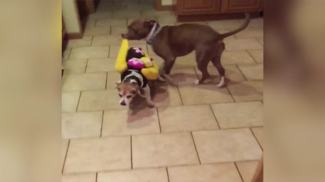 Hilarious Dog Bites Banana Off Another Dog’s Banana Split Halloween Costume