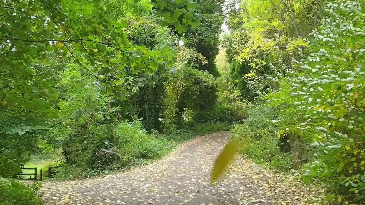Raining Leaves