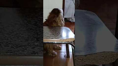 dog , shorts
