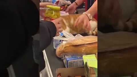 How Much For The Cat? 猫はいくらですか 고양이는 얼마입니 كم هو القط