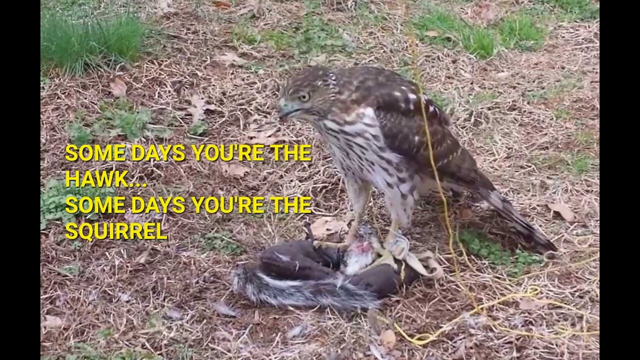 NJ COOPER HAWK vs NJ SQUIRREL