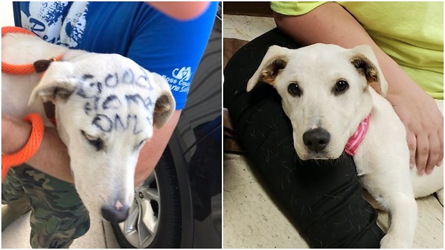 Puppy left alone on the ground taking every chance to be cuddled.