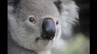 Koala stoppar trafiken på en gata i Australien