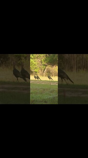 Unbelievable Encounter: 5 Gobblers Within 25 Yards and Not a Single One Bagged!