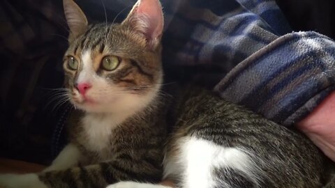 Kitten Watches Nature Attentively
