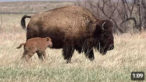 Rocky Mountain Arsenal National Wildlife Refuge: Prairie Animals