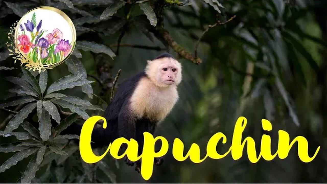 Territorial Capuchin Monkeys