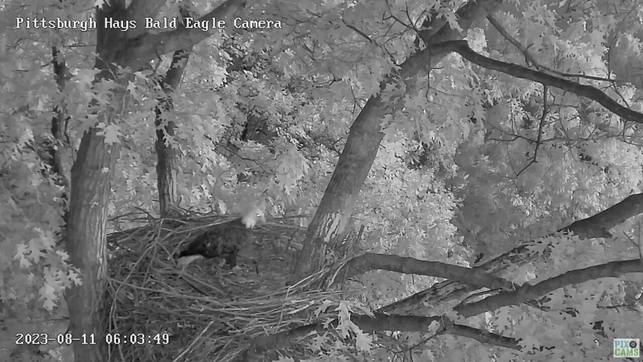 Hays Eagles Dad comes in for the first nest inspection of the 2023/2024 season 😍! 08-11-2023 6:02am