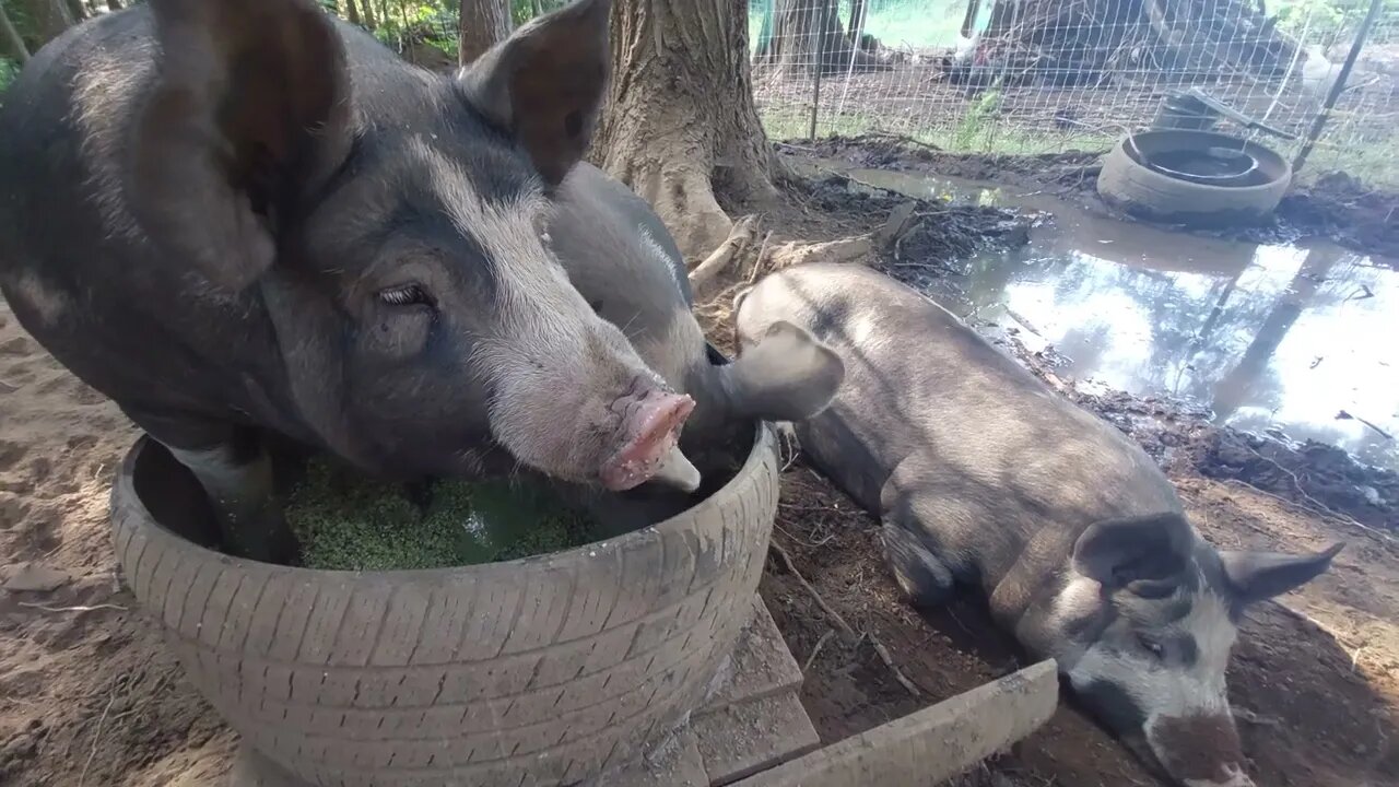 Pigs can be very demanding