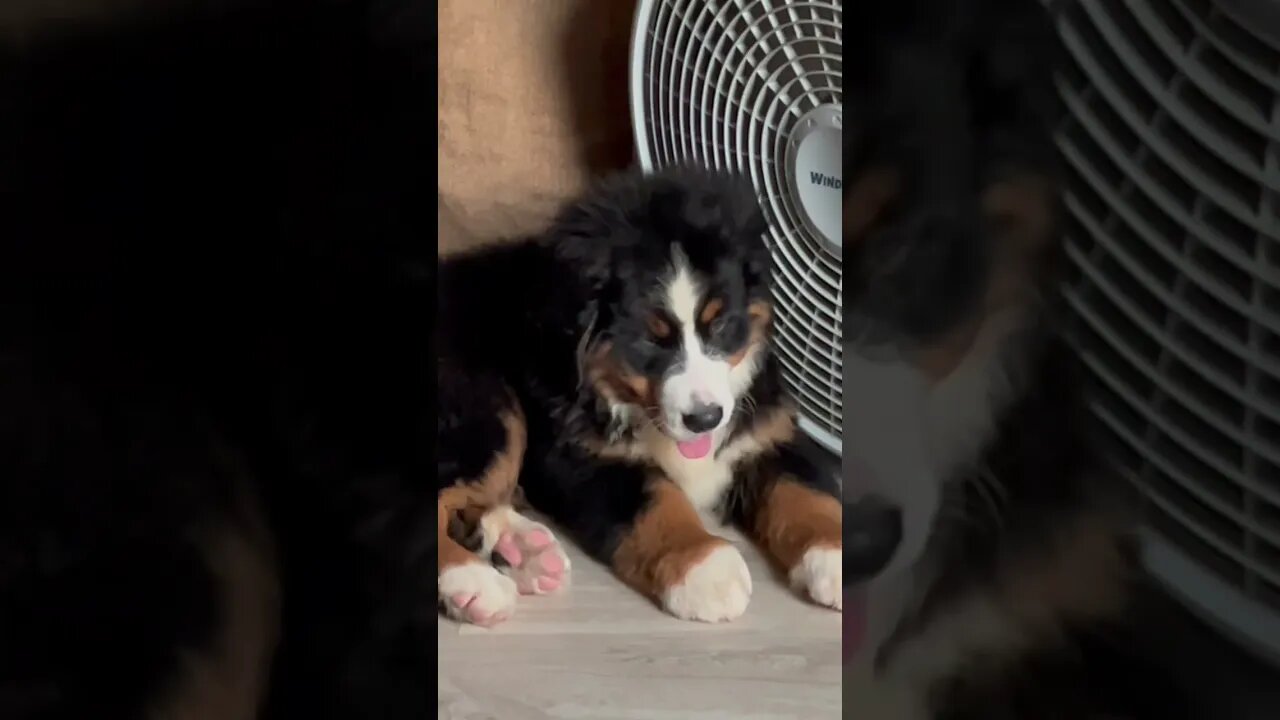 Enjoy the adventures of Kona and Kilo, our precious Bernese Mountain Dogs. ￼Meet Kona at 10 wks old.