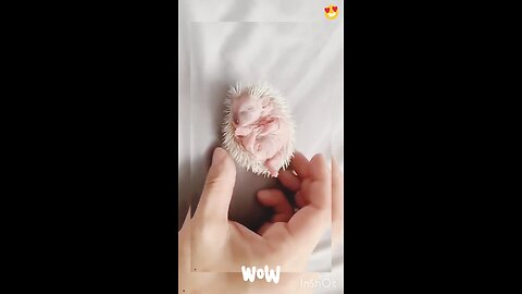 The girl adopted cute baby