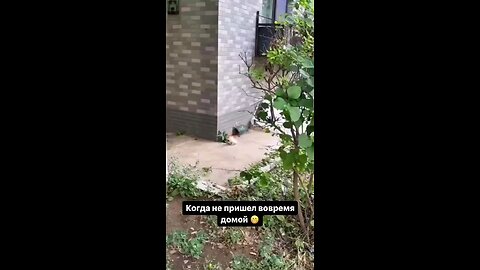 funny videos