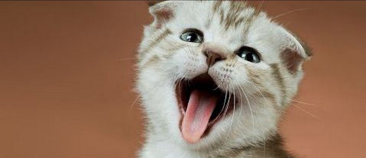 Cute And Funny Pets | Try Not To Laugh To These Pets Compilation.Funny Pets