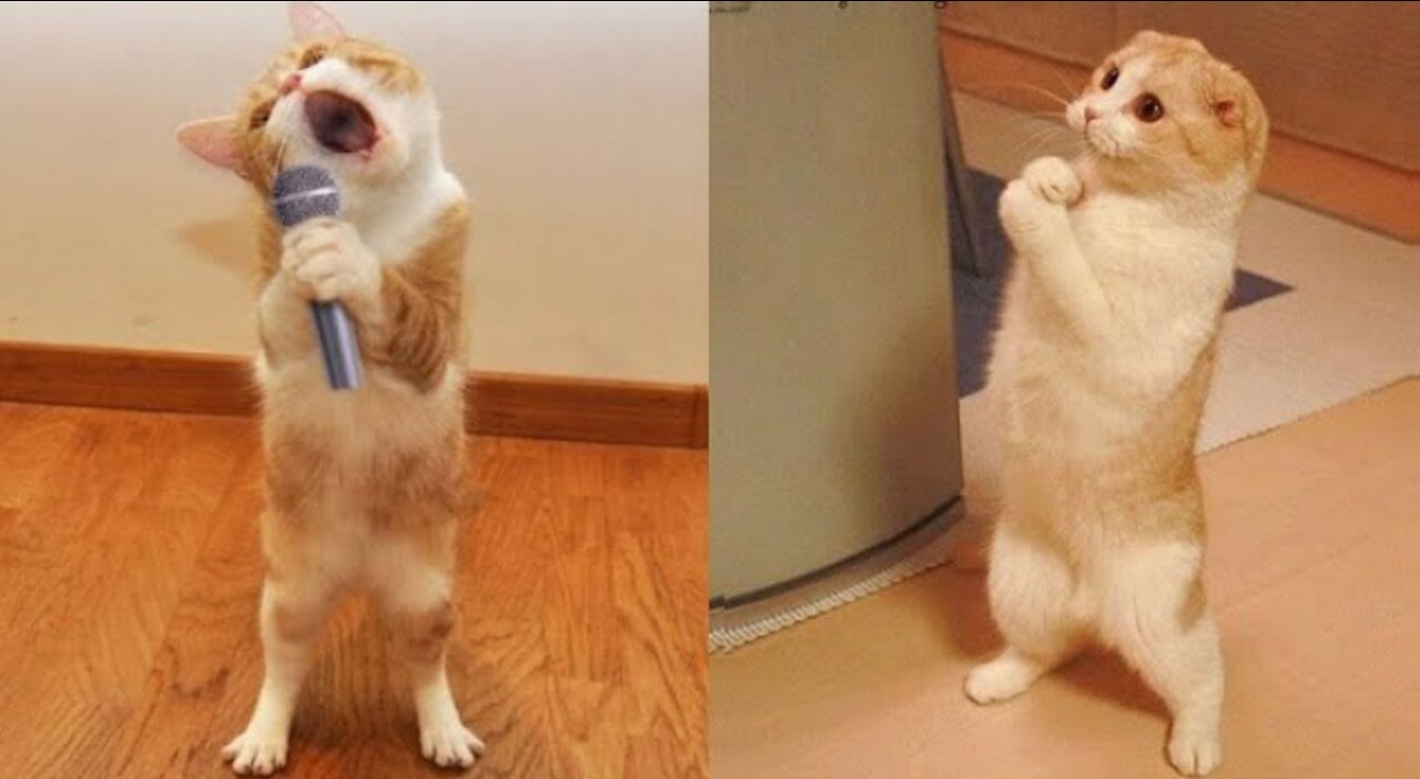 Funniest_Animals_-_Best_Of_The_2021_Funny_Animal_Videos