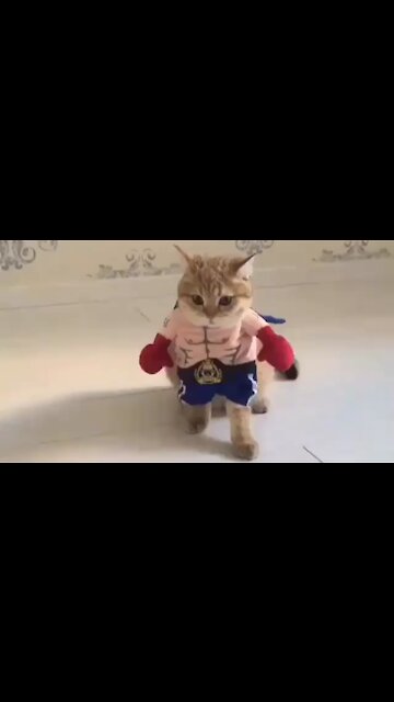 Cuteness Baby Cat having fun wearing clothes