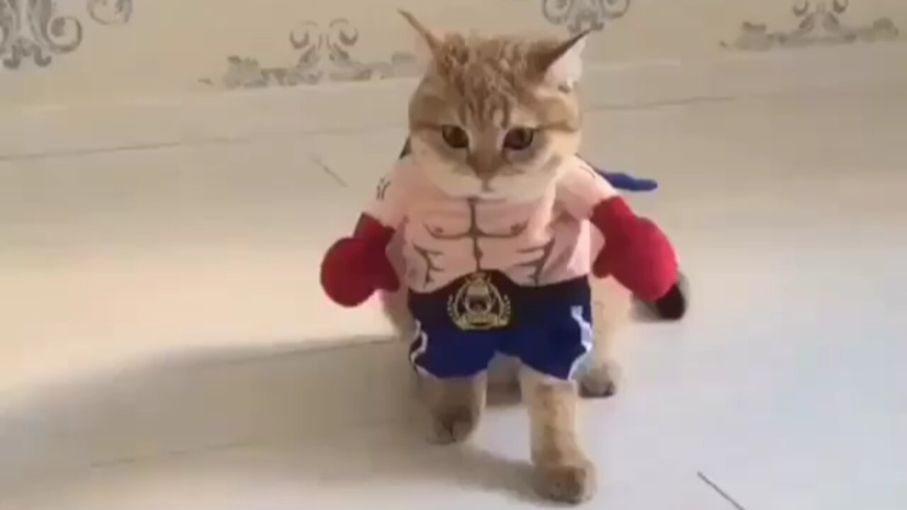 Cuteness Baby Cat having fun wearing clothes