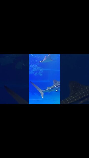 Top 3 Things to do in Osaka