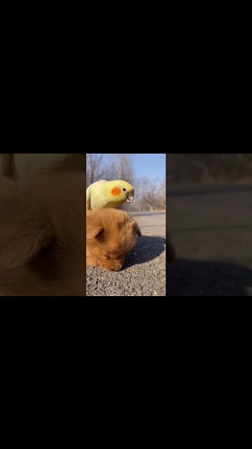 Most Amazing and trending video||relaxing your mind||trendig videos|| #shorts #trending #viral #live