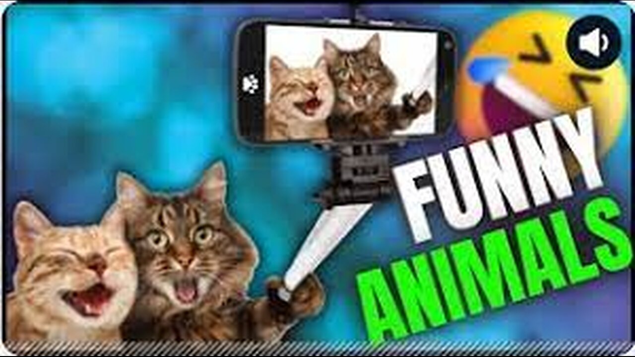 Hilarious Dogs and Catss 😻🐶 Funniest Animals 2023 😍 Part 6