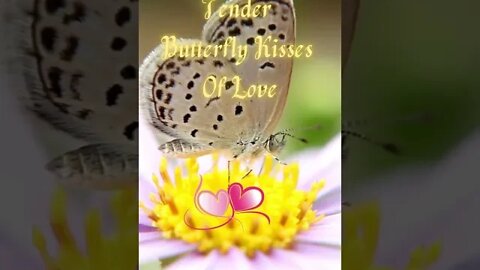 Tender Butterfly Kisses Of Love 💖🦋💋