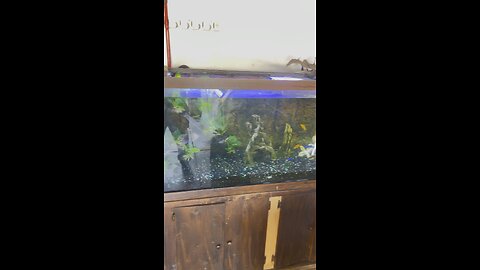 Big Fish Tank aquarium