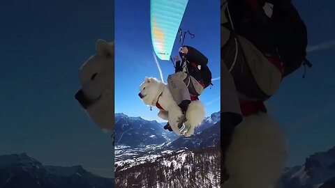 Flying dog 😲😮🤠