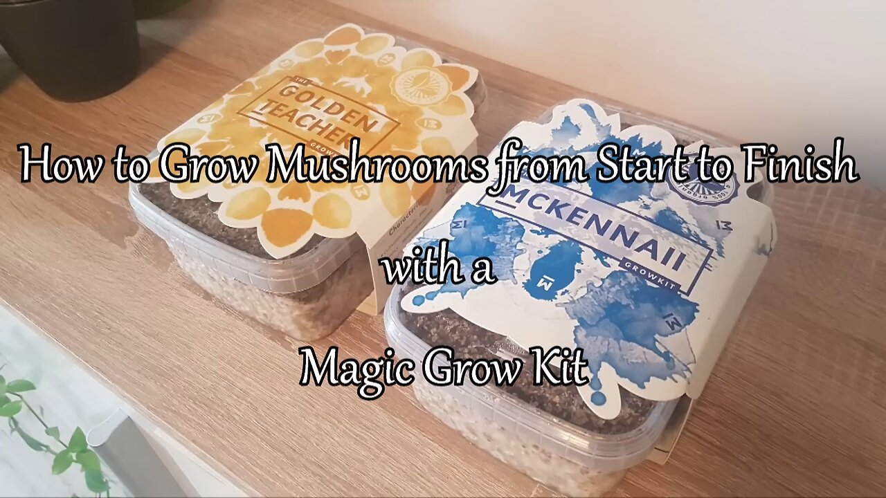 How to Grow Mushrooms from Start to Finish with a Magic Grow Kit - The Easiest Way to Grow Shrooms