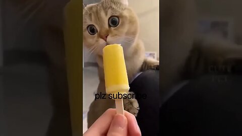 cat funny video