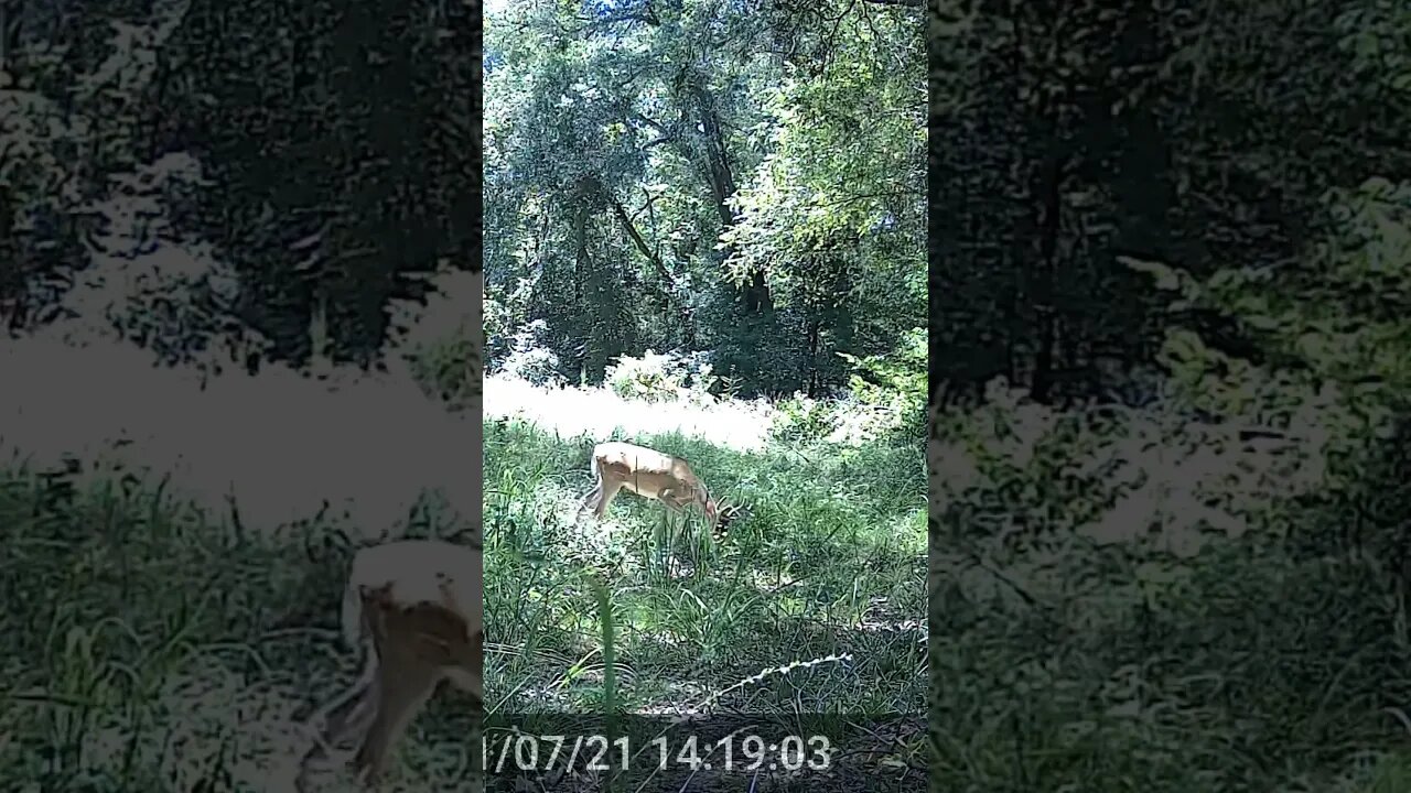 Young guy has potential #whitetaildeer
